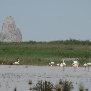 Visita d'una dotzena de flamencs a L'Estartit