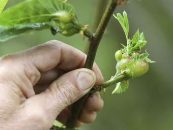 Les larves de la vespeta del castanyer es desenvolupen als branquillons de l’arbre, impedeixen la floració i, per tant, fan disminuir la producció de  Jordi Puig