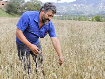 Rafael Faja mostrant les espigues de blat sense gra. Sagi Serra
