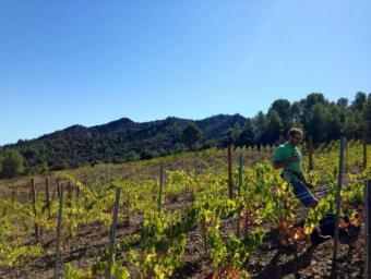 Toni Sánchez, responsable del Solà d'Ares, a les vinyes de Torroja del Priorat Cedida