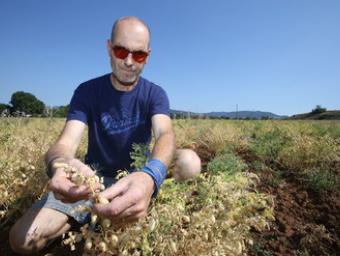 Pere Joan Alsina mostra el cigró menut que cultiva als camps de Gallecs Xavier Solanas
