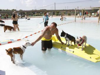 Un home juga amb diversos gossos a la piscina de Can Jané, aquest dimarts a la Roca del Vallès Griselda Escrigas