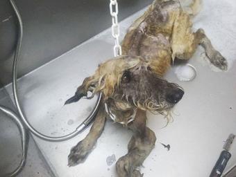 Un dels gossos que va ser requisat de la casa de Roda de Ter, en una imatge de quan va ser atès pel veterinari Protectora d’Animals d’Osona