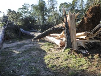 Diversos arbres tombats al parc de Maria Lluïsa, al centre de l’Ametlla. En tota aquesta zona verda, n’han caigut una vintena Ramon Ferrandis