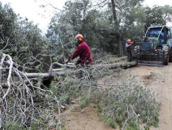 Una brigada retira arbres a tocar d’una pista forestal de Bigues, prop de la urbanització Castell de Montbui RAmon Ferrandis