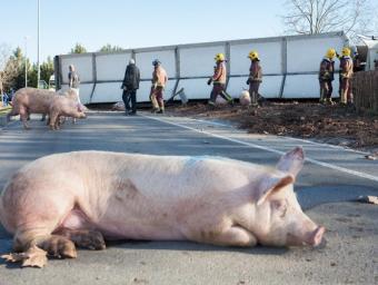 Alguns dels porcs que es van poder rescatar primer del remolc del camió accidentat Marc Sanyé