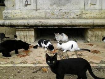 Diversos gats, menjant en un carrer Cedida