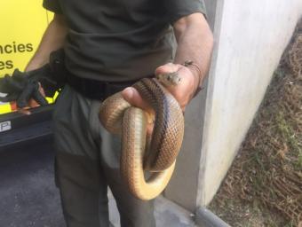Troben una serp d'un metre al nou CAP de Piera Info Anoia