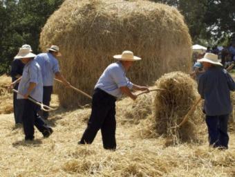 Una edició passada de la festa del Segar i el Batre d’Avià   festacatalunya.cat