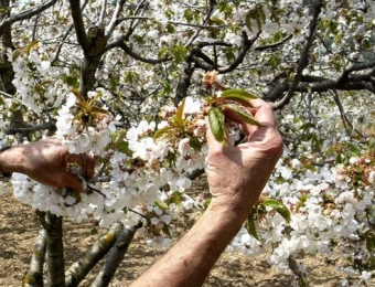 Cirerers en flor a Sant Climent de Llobregat.  J.R