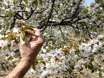Un productor mostra els cireres en flor, a Sant Climent de Llobregat.  J. RAMOS