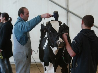 Uns concursants posen a punt el seu bestiar per al concurs.  MANEL LLADÓ