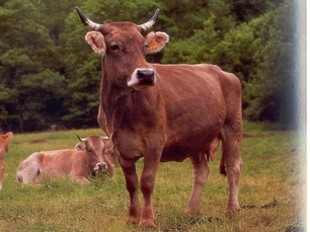 Un exemplar de vaca bruna del Pirineu en època de pastura.