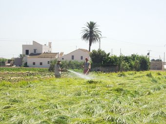 Cultiu de xufa a la zona d'Alboraia ARXIU