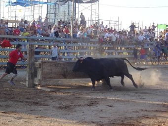 A Camarles es fan bous per les festes majors que són al juliol. EL PUNT