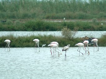 Flamencs en una llacuna del Delta de l'Ebre. ABRAHAM SEBASTIÀ