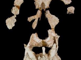  Restes fòssils del nou gènere d'homínid, Anoiapithecus brevirostris, el Lluc.  FOTO: Institut Català de Paleontologia .   Institut Català de Paleontologia . 