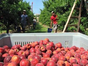  Un grup de treballadors cull nectarines a una finca de Benissanet.   Cristina Fornós. 