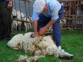  Un ramader xollant una ovella amb tisora FOTO: Marta Lluvich.   Marta Lluvich. 