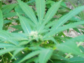 La Guàrdia Civil d'Alacant ha detingut sis persones acusades de dirigir la plantació de marihuana més gran que mai s'ha descobert a l'Estat EL PUNT