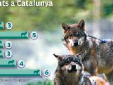  Evolució de la presència de llops a Catalunya durant aquesta dècada   REUTERS 