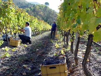 Un dels projectes pretén la millora de la competitivitat del sector del vi.  JUDIT FERNANDEZ