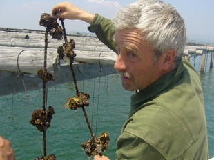 Un productor d'ostres de la badia del Fangar examina la qualitat dels mol·luscos.  L.M