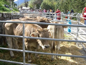 El passeig Margarideta s'omplirà aquests dies de bestiar.  PUNT DE FESTA