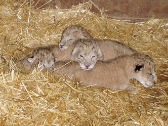 El circ instal·lat a Alpicat tenia alguns lleons i cires en gàbies massa petites ARXIU