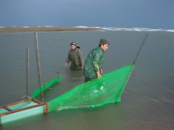 Pescadors d'angula posant el tresmall a la vora de la desembocadura de l'Ebre.  A.S