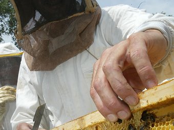 L'apicultura serà un dels molts  temes abordats durant el fòrum. EL PUNT