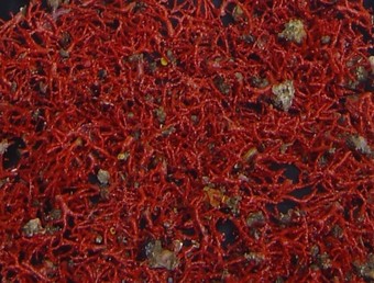 Una mostra de corall vermell del mediterrani.  EL PUNT