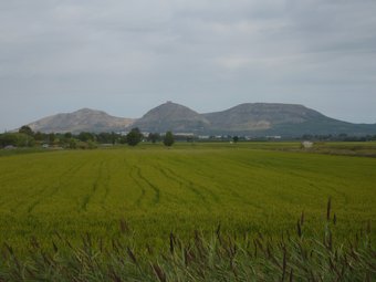 Una vista de camps d'arròs, amb el Montgrí de fons.  ALBERT VILAR