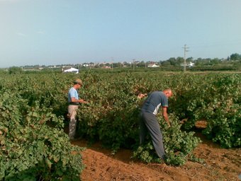 L'abundant fulla amaga sovint la realitat de la planta. CARME NAVARRO