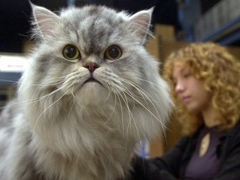 Un gat persa mira a la càmera en un concurs internacional. EL PUNT