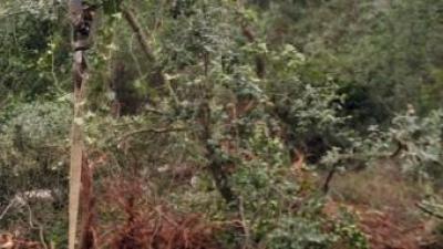 Uns operaris recollien els arbres que van caure a la Palma de Cervelló, on un veí va morir esclafat per un arbre. G.MASSANA