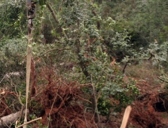 Uns operaris recollien els arbres que van caure a la Palma de Cervelló, on un veí va morir esclafat per un arbre. G.MASSANA