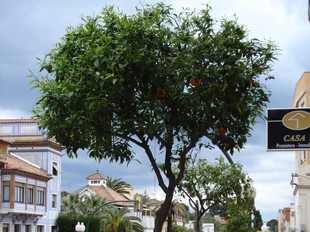 Una imatge d'un taronger bord de Tarragona. S.C