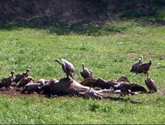 Un grup de voltors amb el cadàver d'un animal. ACN