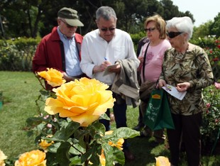 Visitants passejant entre les roses exposades ahir al Roserar de Cervantes.  ORIOL DURAN