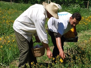 Dos homes recollint la flor de l´àrnica montana a Taüll.