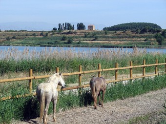 Dos cavalls pasturant als canyissars de l'estany.  ORIOL BOSCH / ACN