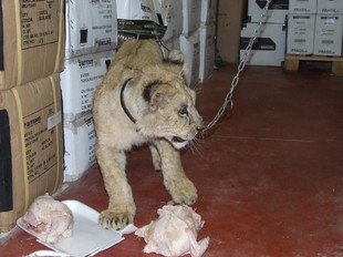 El lleó actualment té sis mesos, pesa uns 35 quilos, i fa mig metre d'alçada.  EL PUNT
