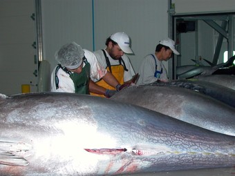 Treballadors del grup Balfegó tallant unes tonyines.  EL PUNT