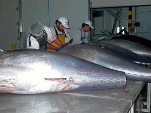 Uns treballadors de Balfegó tallen les tonyines. A sota un dels magatzems amb el menjar dels túnids i uns empleats empaquetant peix.  JUDIT FERNÁNZEZ