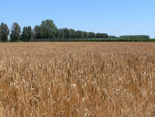 Un camp de cereals a la Fundació Mas Badia, a la Tallada d'Empordà.  ANNA PUIG