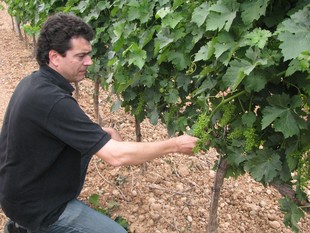 El productor de la DOP Tomàs Cusiné a les seves vinyes del Vilosell.