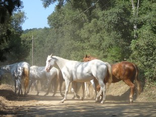 Imatge dels cavalls salvatges escoltats per la policia local de Sant Cebrià. T.M