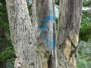 Pintades al tronc del Pi de les Tres Branques.  ACN