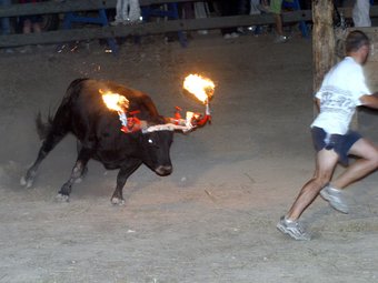 Imatge d'arxiu d'un bou embolat. EL PUNT